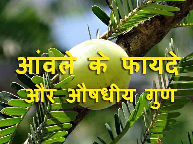 आंवला के फायदे और औषधीय गुण | Benefits of Amla in Hindi
